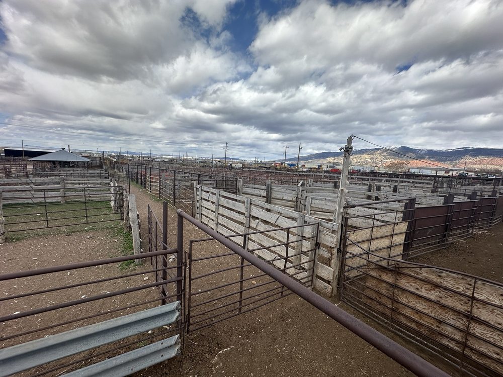 Cedar Livestock Auction corrals — birthplace of Market Grill